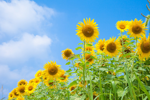 【夏季休業のお知らせ】