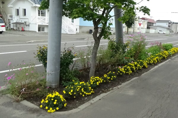 花壇が賑わっています！