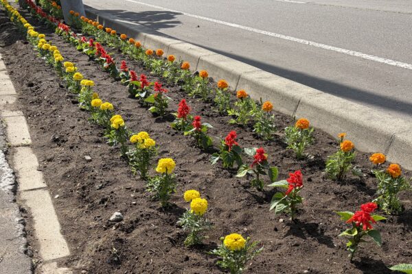 会社横の花壇が新しくなりました！